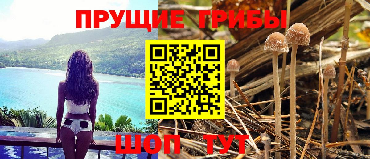 Луга  Галлюциногенные грибы MAGIC MUSHROOMS  Вход с VPN  Псилоцибиновые грибы Cubensis 